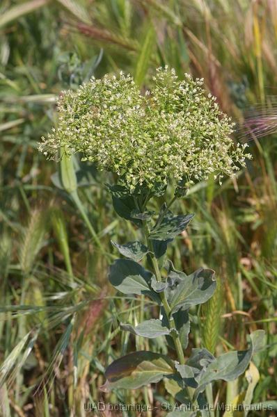 MM_2007-04-23_11-18-14_P1ds Cardaria draba (brassicacée)