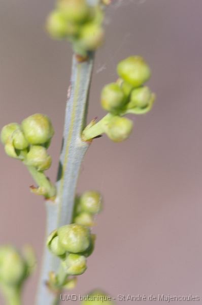 MM_2007-04-23_15-12-34_P1ds Osyris alba (santalacée) plante mâle