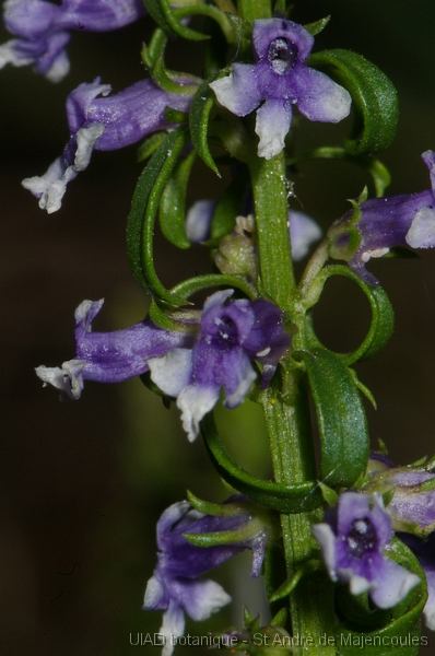 MM_2007-04-23_16-42-57_P1ds Anarrhinum bellidifolium (scrophulariacée)