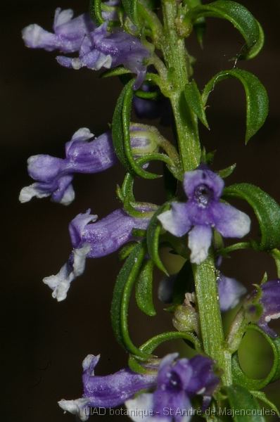 MM_2007-04-23_16-44-23_P1ds Anarrhinum bellidifolium (scrophulariacée)