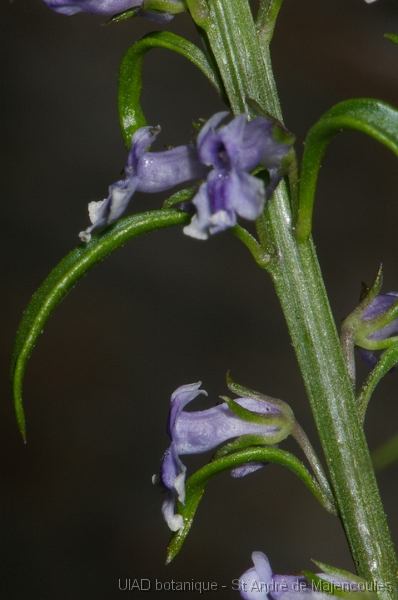 MM_2007-04-23_16-47-58_P1ds Anarrhinum bellidifolium (scrophulariacée)