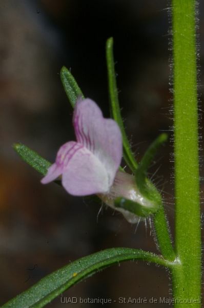 MM_2007-04-23_16-50-01_P1ds Misopates orontium (scrophulariacée)