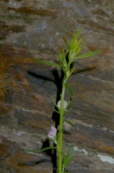 MM_2007-04-23_16-50-33_P1ds_001020 Misopates orontium (scrophulariacée)
