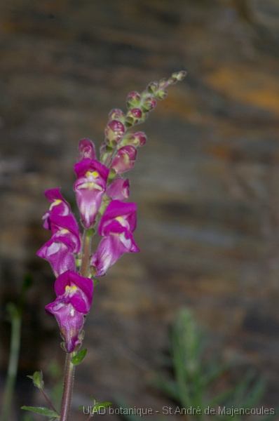 MM_2007-04-23_16-52-52_P1ds_001014 Antirrhinum majus(scrophulariacée)