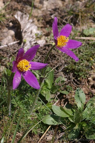 MM_2007-04-24_10-22-19_P1ds Pulsatilla rubra (renonculacée)