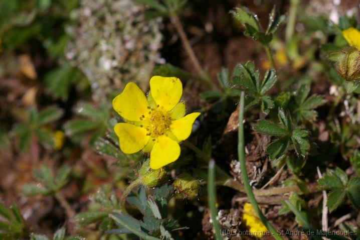 MM_2007-04-24_10-28-57_P1ds Potentilla crantzii (rosacée)