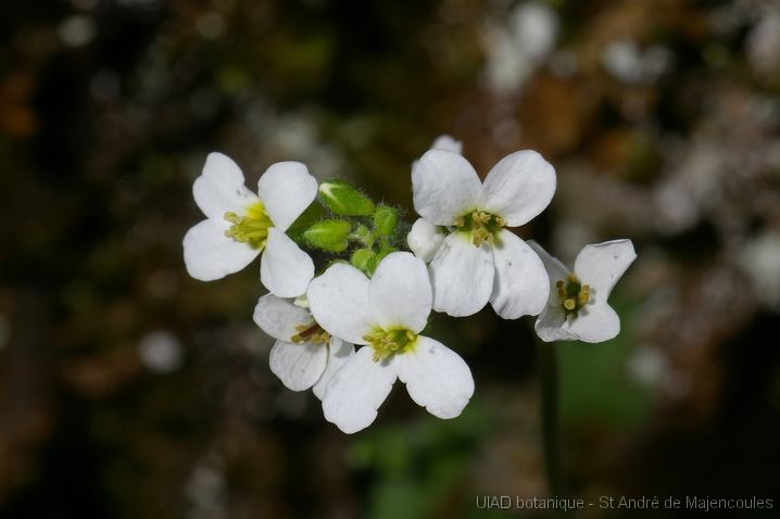 MM_2007-04-24_11-21-35_P1ds Arabis alpina (brassicacée)
