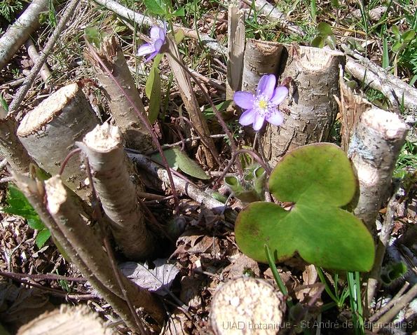 MM_2007-04-24_11-58-34_RcGX Hepatica nobilis (renonculacée)