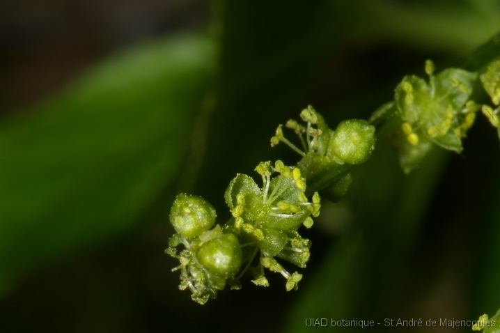 MM_2007-04-24_12-04-26_P1ds Mercuriale annuelle - Mercurialis annua (euphorbiacée)- plante mâle, inflorescence