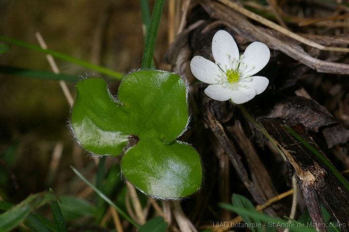 MM_2007-04-24_12-25-04_P1ds Hepatica nobilis (renonculacée)