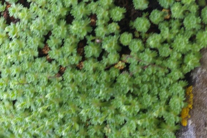 MM_2007-04-24_12-37-22_P1ds Saxifrage sur rocher (sans fleurs et flou ;-(