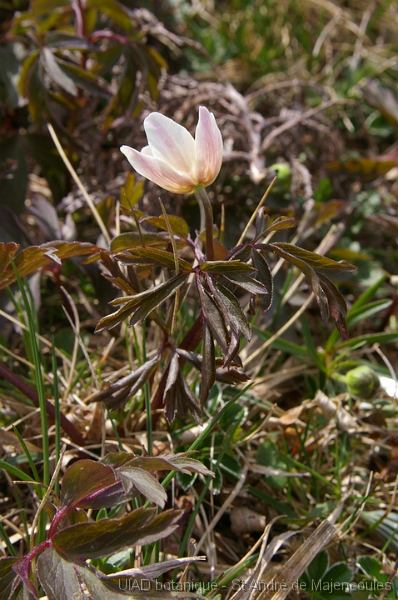 MM_2007-04-24_15-12-24_P1ds Anemone nemorosa (renonculacée) feuillage sombre pour cause de gel tardif ?