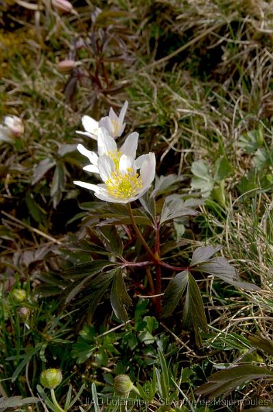 MM_2007-04-24_15-12-54_P1ds_ng2n001020 Anemone nemorosa (renonculacée) feuillage sombre pour cause de gel tardif ?