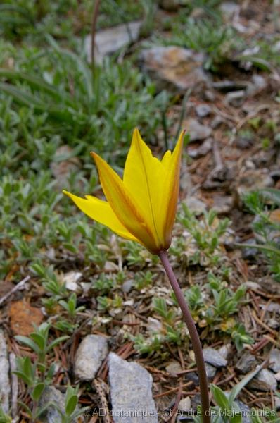 MM_2007-04-24_15-52-24_P1ds_001014 Tulipa sylvestris ssp australis (liliacée)