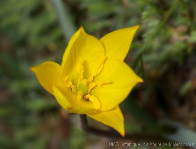 MM_2007-04-24_15-54-23_P1ds Tulipa sylvestris ssp australis (liliacée)