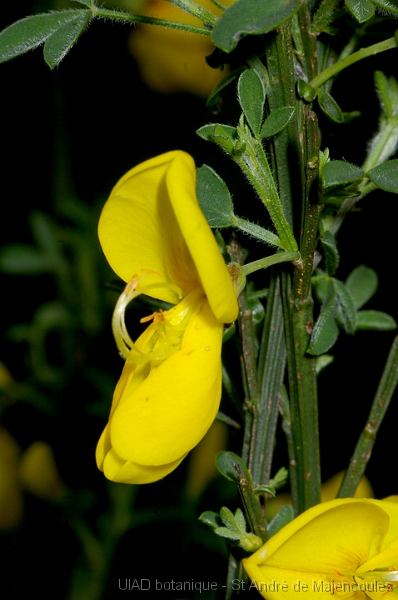 MM_2007-04-24_16-30-54_P1ds_001514 Cytisus scoparius (fabacée)