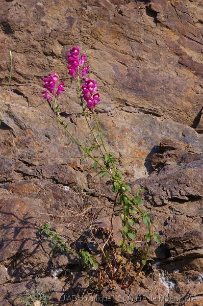 MM_2007-04-25_08-21-04_P1ds Antirrhinum majus (scrophulariacée)