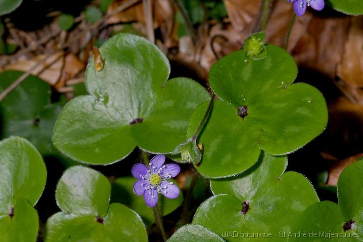 MM_2007-04-25_09-57-53_P1ds_001016 Hepatica nobilis (renonculacée)