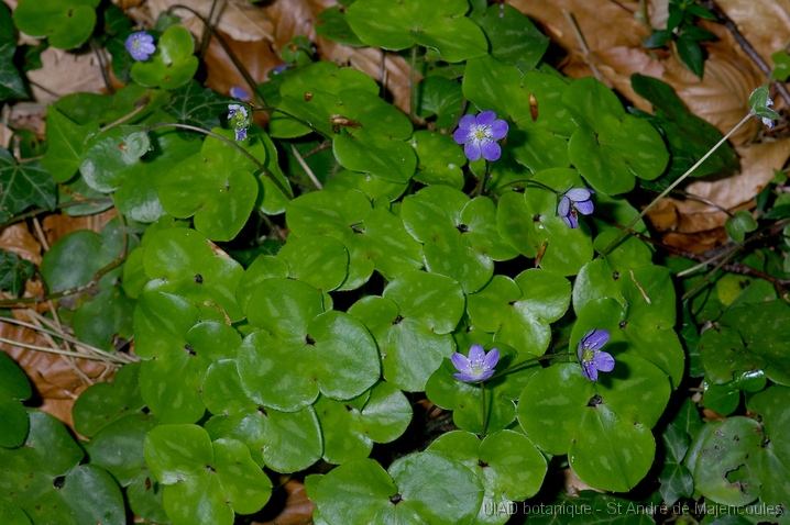 MM_2007-04-25_09-58-44_P1ds_001016 Hepatica nobilis (renonculacée)