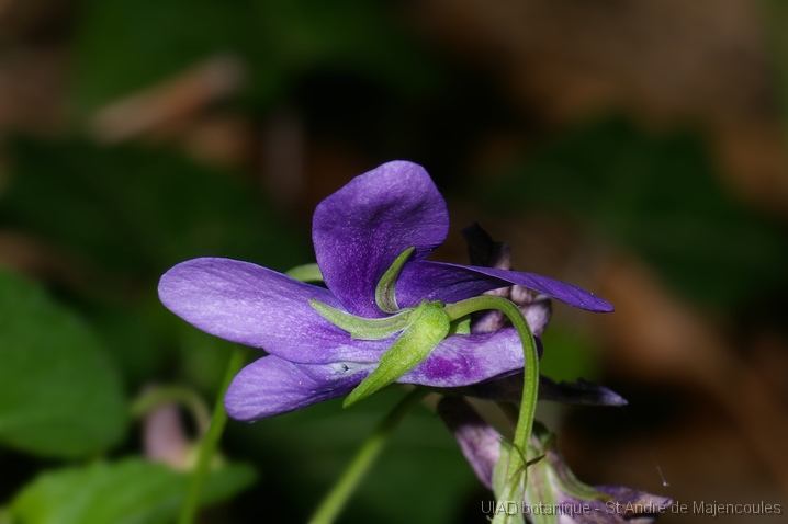 MM_2007-04-25_10-00-53_P1ds Viola rupestris (violacée)