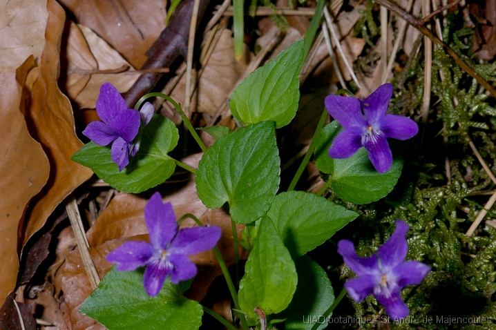 MM_2007-04-25_10-03-42_P1ds_001016 Viola rupestris (violacée)