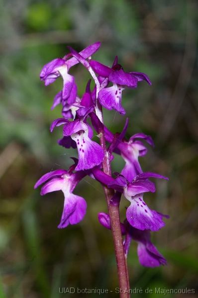 MM_2007-04-25_10-20-09_P1ds Orchis mascula (orchidacée)