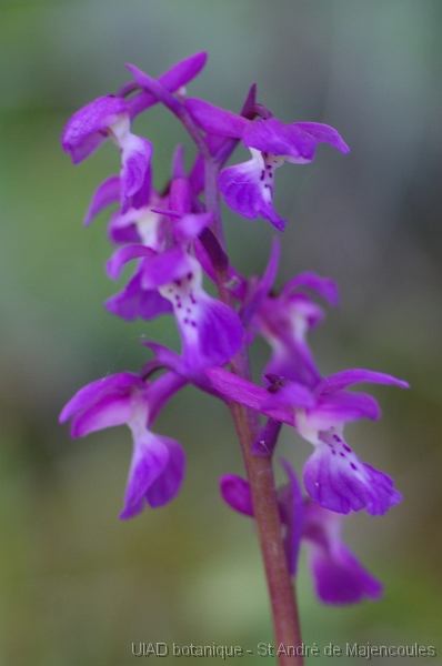 MM_2007-04-25_10-21-07_P1ds Orchis mascula (orchidacée)