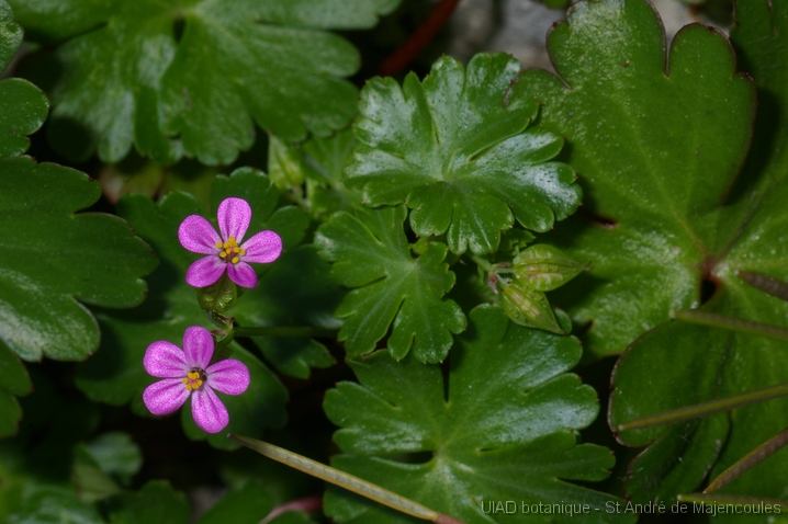 MM_2007-04-25_10-24-23_P1ds Geranium lucidum (geraniacée)