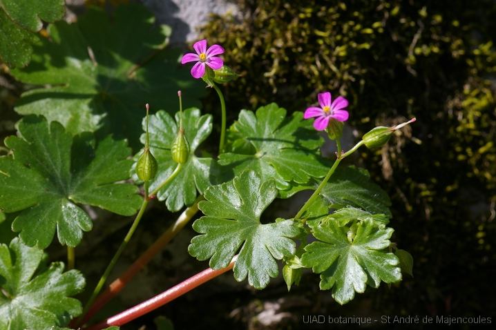 MM_2007-04-25_10-29-56_P1ds Geranium lucidum (geraniacée)