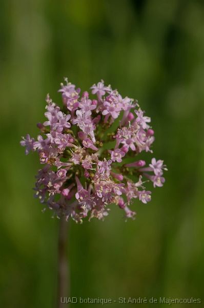 MM_2007-04-25_11-21-11_P1ds_g13 Valeriana tuberosa (valérianacée)
