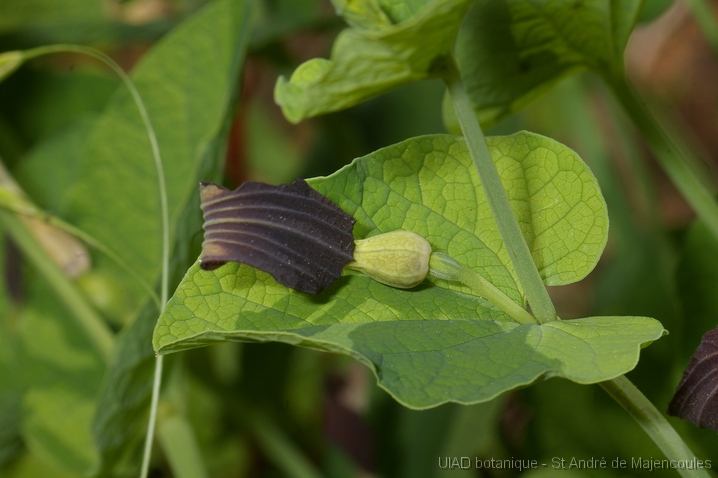 MM_2007-04-25_15-03-44_P1ds Aristolochia pistolochia (aristolochacée)