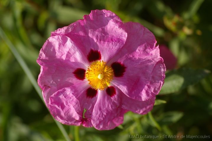 MM_2007-04-25_15-17-38_P1ds Cistus purpureus (cistacée) cultivar ?