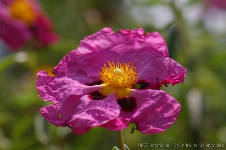MM_2007-04-25_15-19-06_P1ds Cistus purpureus (cistacée) cultivar ?