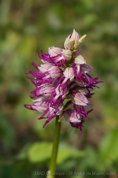 MM_2007-04-25_16-20-21_P1ds Orchis simia * Orchis (ex Aceras) anthropophorum (orchidacée)