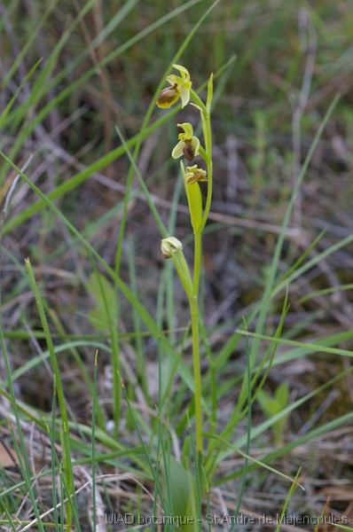 MM_2007-04-25_16-31-26_P1ds Ophrys virescens  (orchidacée)