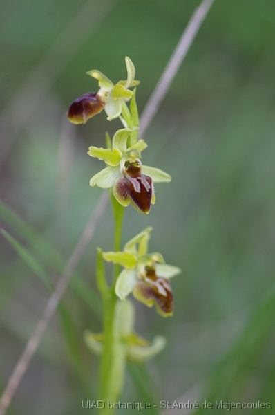 MM_2007-04-25_16-34-13_P1ds Ophrys virescens  (orchidacée)