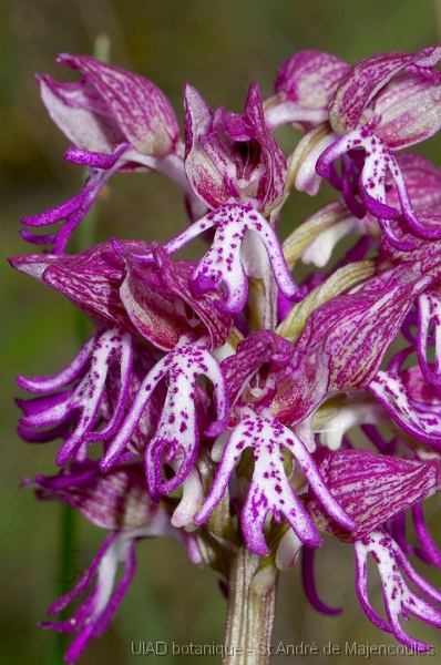 MM_2007-04-25_16-43-18_P1ds_001015 Orchis simia * Orchis purpurea (orchidacée)