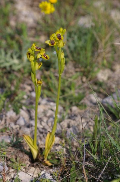 MM_2007-04-26_09-59-54_P1ds Ophrys lutea (orchidacée)