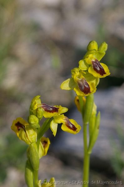 MM_2007-04-26_10-00-49_P1ds Ophrys lutea (orchidacée)