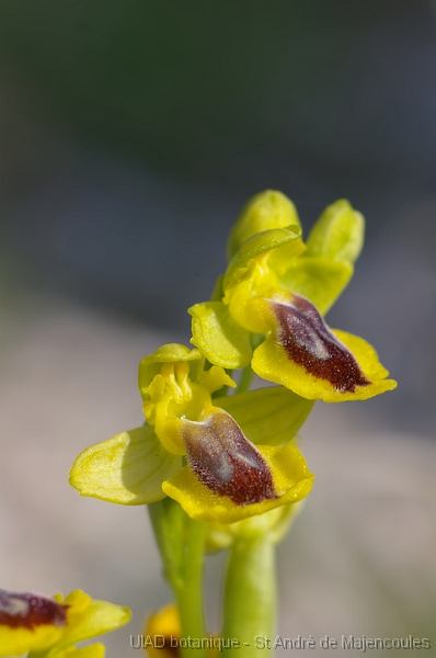 MM_2007-04-26_10-01-44_P1ds Ophrys lutea (orchidacée)