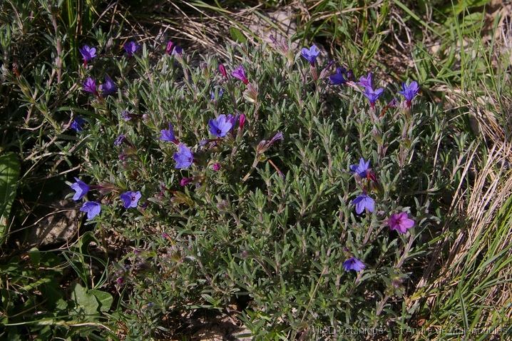 MM_2007-04-26_10-07-19_P1ds Lithodora fruticosa (boraginacée)