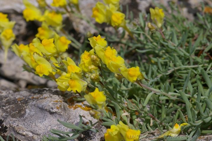MM_2007-04-26_12-12-22_P1ds Linaria supina (scrophulariacée)