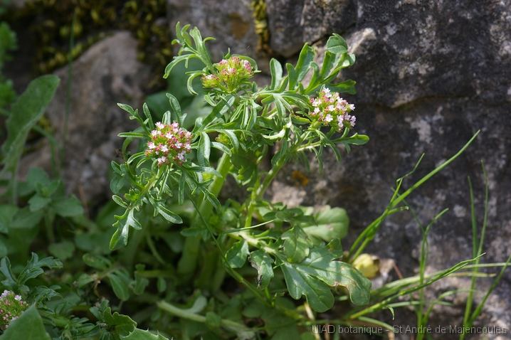MM_2007-04-26_13-12-41_P1ds Centranthus calcitrapa (valérianacée), sommet du pic Saint Loup