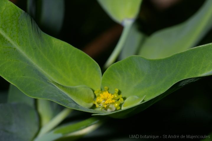 MM_2007-04-27_09-01-35_P1ds épurge - Euphorbia lathyris (euphorbiacée)