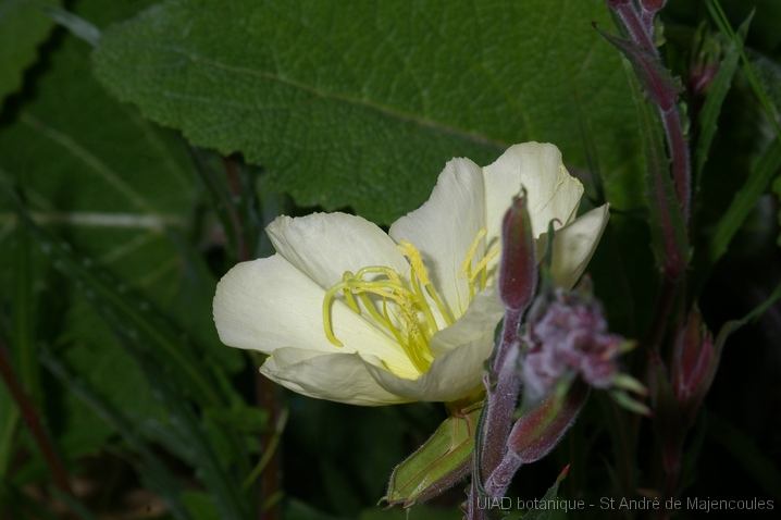 MM_2007-04-27_09-27-36_P1ds Oenothera biennis - Onagre (onagracée)