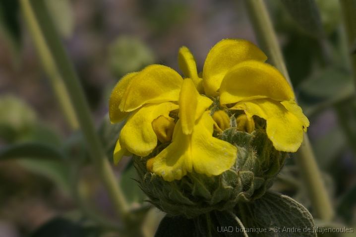 MM_2007-04-27_13-28-49_P1ds Phlomis fruticosa (ou russeliana?) (lamiacée)