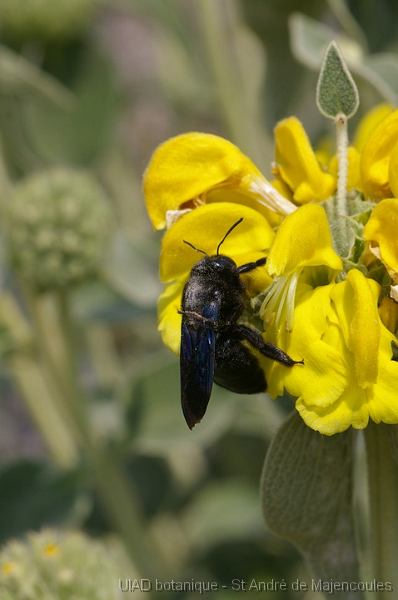 MM_2007-04-27_13-31-00_P1ds Xylocope (Abeille charpentière) sur Phlomis fruticosa (ou russeliana?) (lamiacée)