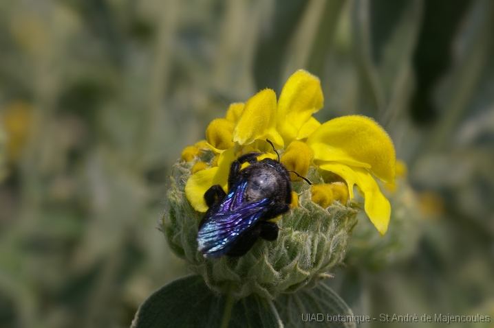 MM_2007-04-27_13-31-20_P1ds Xylocope (Abeille charpentière) sur Phlomis fruticosa (ou russeliana?) (lamiacée)