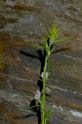 MM_2007-04-23_16-50-33_P1ds_001020 Misopates orontium (scrophulariacée)