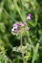 MM_2007-04-24_10-10-57_P1ds Lamium amplexicaule (lamiacée)
